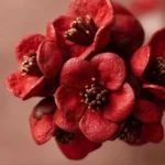 Hersheys Red Velvet Blossoms 2025 12 30 120649 150x150 1